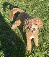 Pretty Boy, a male Bichon Frise and Cavapoo for sale in Claypool, IN – 1 of 10