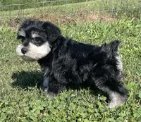 Endora, a female Miniature Schnauzer for sale in Claypool, IN – 4 of 6