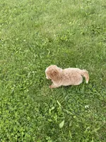 Pretty Boy, a male Bichon Frise and Cavapoo for sale in Claypool, IN – 7 of 7