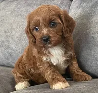 Etta, a female Cavapoo for sale in Claypool, IN – 6 of 8