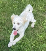 Danny, a male Havachon for sale in Claypool, IN – 5 of 6