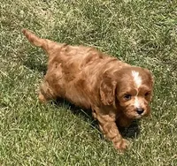 Koda, a male Cavapoo for sale in Claypool, IN – 4 of 6