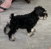 Darrin, a male Miniature Schnauzer for sale in Claypool, IN – 4 of 6
