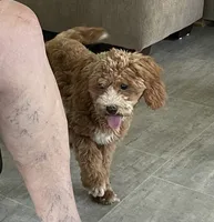 Pretty Boy, a male Bichon Frise and Cavapoo for sale in Claypool, IN – 8 of 8