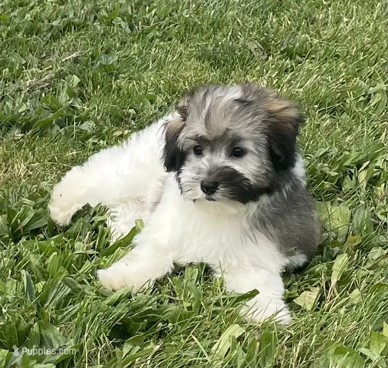 Tina – Havachon puppy for sale in Claypool, IN