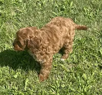 Etta, a female Cavapoo for sale in Claypool, IN – 4 of 6