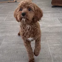 Noah-Neutered, a male Cavapoo for sale in Claypool, IN – Photo 6 of 7