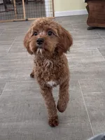 Noah-Neutered, a male Cavapoo for sale in Claypool, IN – Photo 6 of 7