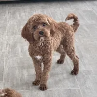 Noah-Neutered, a male Cavapoo for sale in Claypool, IN – Photo 1 of 7