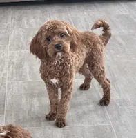Noah-Neutered, a male Cavapoo for sale in Claypool, IN – Photo 1 of 7