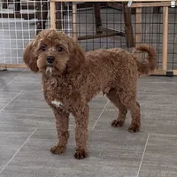 Noah-Neutered, a male Cavapoo for sale in Claypool, IN – Photo 3 of 7
