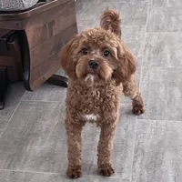 Noah-Neutered, a male Cavapoo for sale in Claypool, IN – Photo 7 of 7