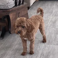Noah-Neutered, a male Cavapoo for sale in Claypool, IN – Photo 5 of 7