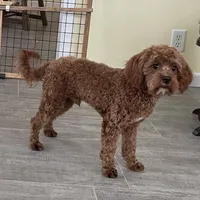 Noah-Neutered, a male Cavapoo for sale in Claypool, IN – Photo 4 of 7