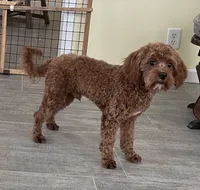 Noah-Neutered, a male Cavapoo for sale in Claypool, IN – Photo 4 of 7