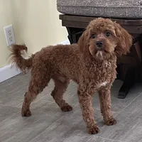 Noah-Neutered, a male Cavapoo for sale in Claypool, IN – Photo 2 of 7