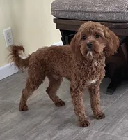 Noah-Neutered, a male Cavapoo for sale in Claypool, IN – Photo 2 of 7