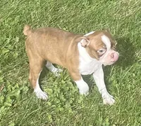 Morgan, a female Boston Terrier for sale in Claypool, IN – 2 of 8