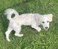 Jasper, a male Havachon for sale in Claypool, IN – 5 of 9