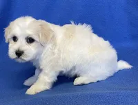 Danny, a male Havachon for sale in Claypool, IN – 2 of 5