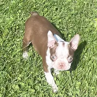 Moonshine, a female Boston Terrier for sale in Claypool, IN – 7 of 7