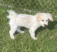 Shiloh, a male Havachon for sale in Claypool, IN – 4 of 8