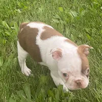 Topanga, a female Boston Terrier for sale in Claypool, IN – 5 of 5
