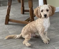 Bo , a male Bichon Frise and Cavapoo for sale in Claypool, IN – 4 of 7
