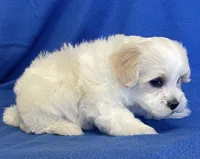 Jasper, a male Havachon for sale in Claypool, IN – 2 of 6