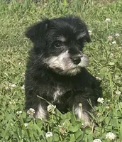 Louise, a female Miniature Schnauzer for sale in Claypool, IN – 6 of 6