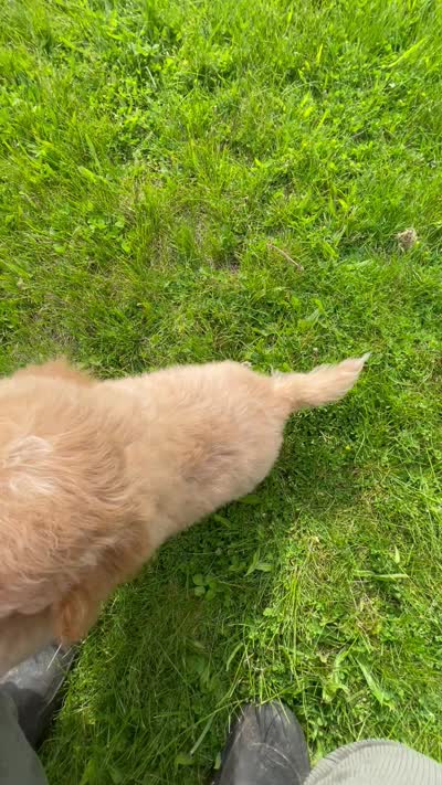 Bo , a male Bichon Frise and Cavapoo for sale in Claypool, IN – 7 of 7