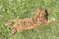 Etta, a female Cavapoo for sale in Claypool, IN – 6 of 6