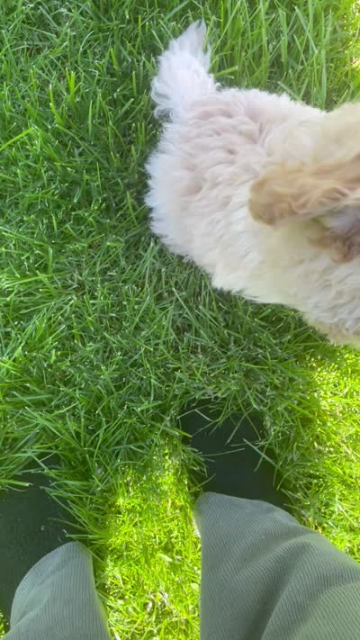 Mille, a female Cavapoo for sale in Claypool, IN – 8 of 8