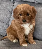 Marta , a female Cavapoo for sale in Claypool, IN – 3 of 8