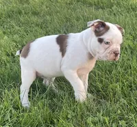 Cory, a male Boston Terrier for sale in Claypool, IN – 2 of 6