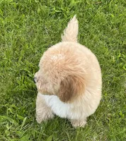 Bo , a male Bichon Frise and Cavapoo for sale in Claypool, IN – 4 of 7