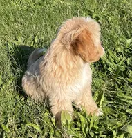 May, a female Bichon Frise and Cavapoo for sale in Claypool, IN – 2 of 7