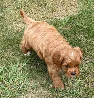Ezra, a male Cavapoo for sale in Claypool, IN – 8 of 8