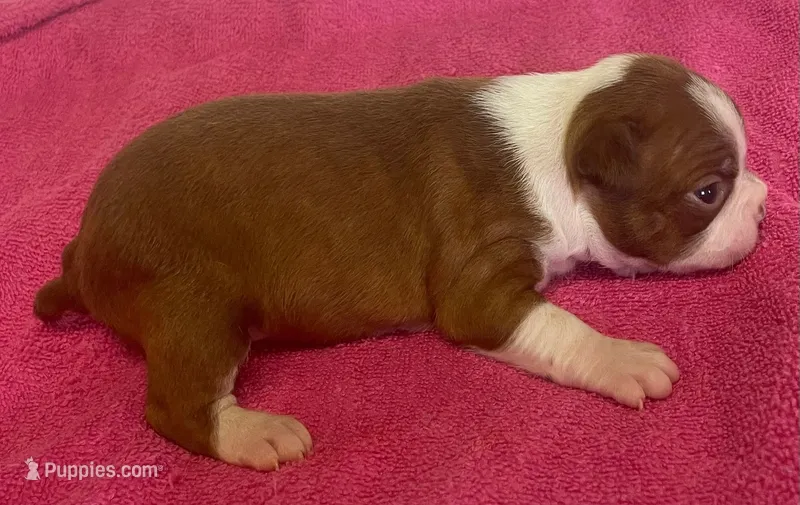 Morgan – Boston Terrier puppy for sale in Claypool, IN