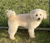 Hadley, a male Bichon Frise and Goldendoodle for sale in Claypool, IN – 4 of 6
