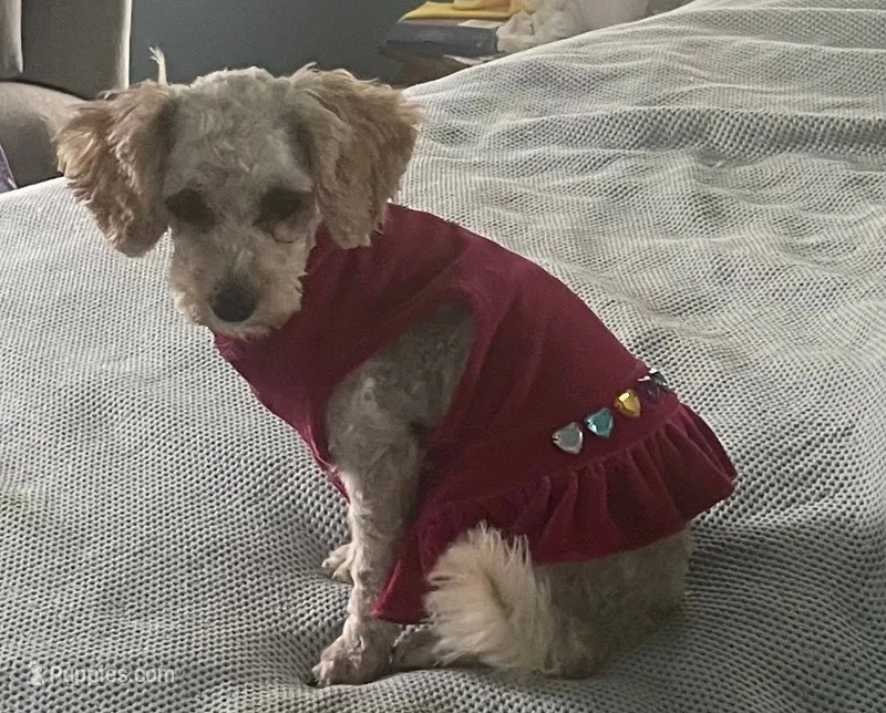 Traveling Mille (Small) – Bichon Frise, Cavapoo puppy for sale in Claypool, IN