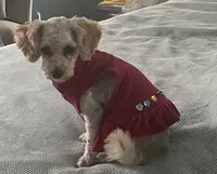 Traveling Mille (Small), a female Bichon Frise and Cavapoo for sale in Claypool, IN – 1 of 10