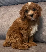 Koda, a male Cavapoo for sale in Claypool, IN – 8 of 9