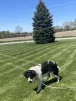 Cinch, a male Sheepadoodle for sale in Claypool, IN – 4 of 7