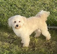Hadley, a male Bichon Frise and Goldendoodle for sale in Claypool, IN – 2 of 6
