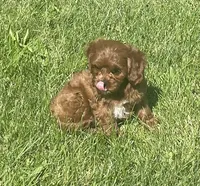 Tara, a female Cavapoo for sale in Claypool, IN – 2 of 8