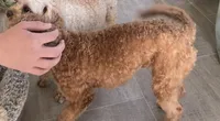 Pretty Boy, a male Bichon Frise and Cavapoo for sale in Claypool, IN – 9 of 10