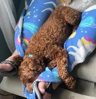 Ruthie -spayed-potty trained, a female Cavapoo for sale in Claypool, IN – 9 of 10