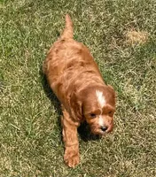 Koda, a male Cavapoo for sale in Claypool, IN – 3 of 6