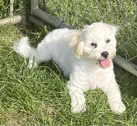 Shiloh, a male Havachon for sale in Claypool, IN – 5 of 8